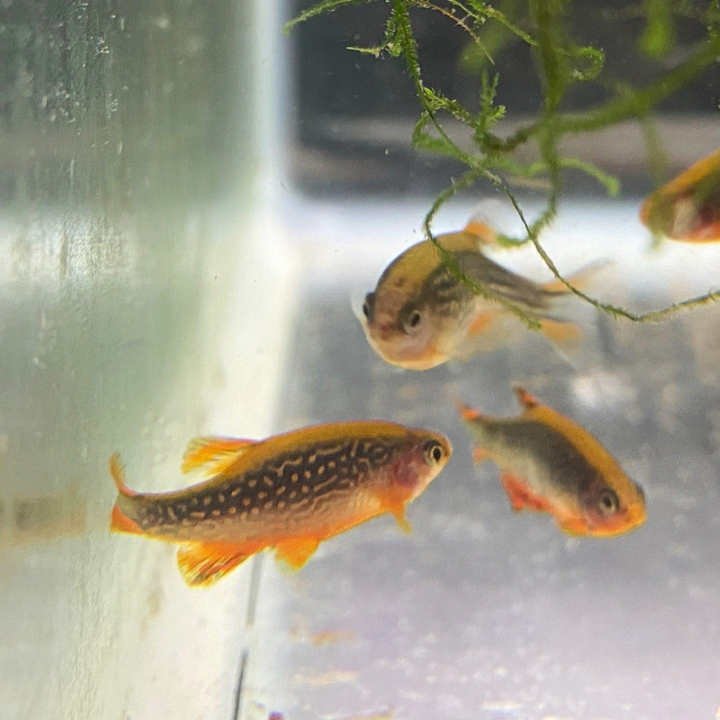 3 Celestial Pearl Danio's swimming together