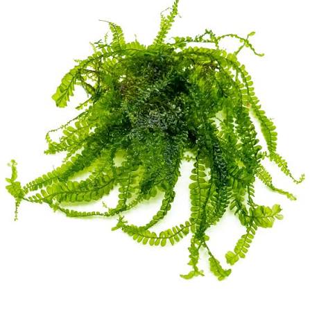 Cameroon Moss - Plagiochila integerrima