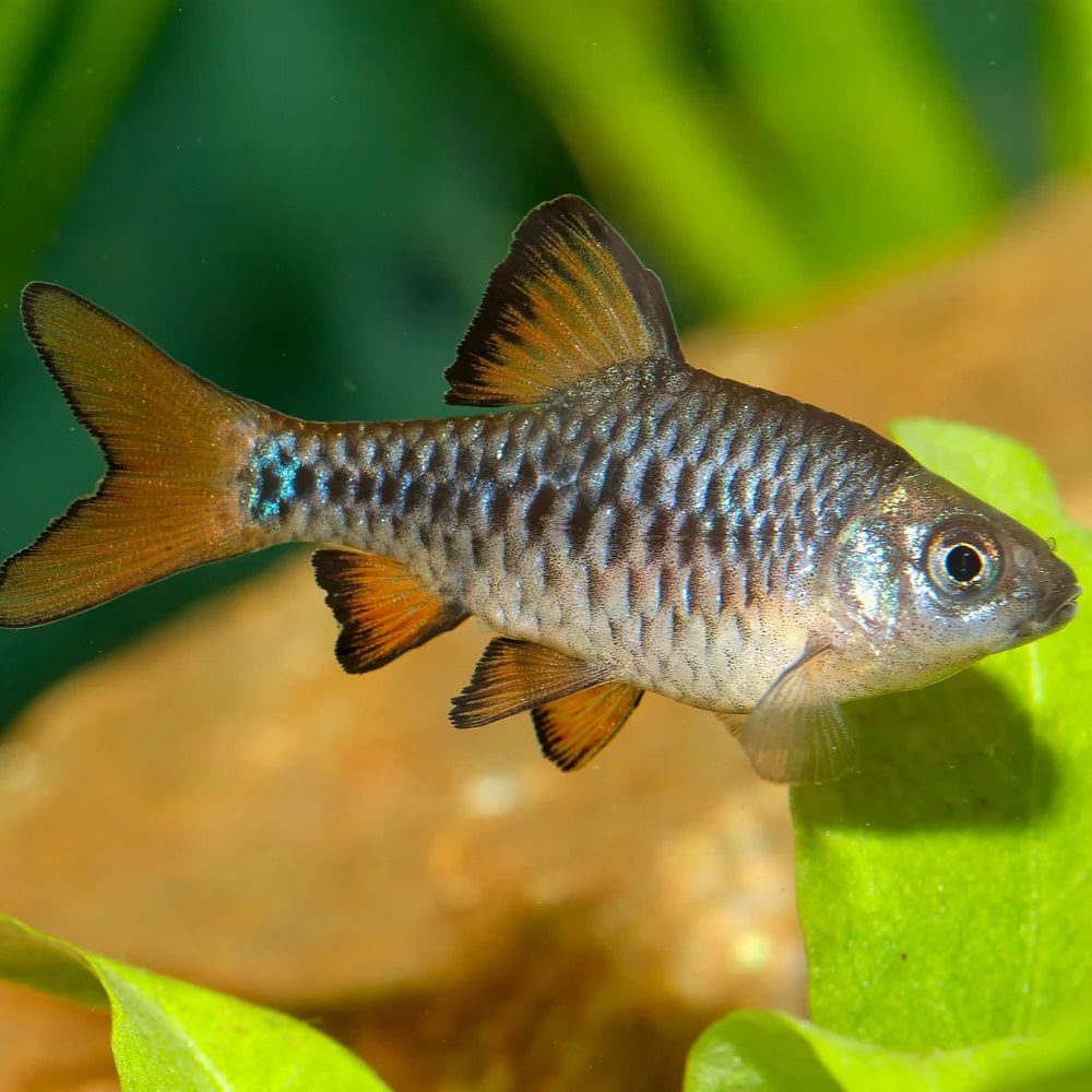 Oliotius oligolepis  | Checkered Barb close up on a planted background