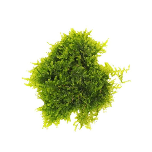 Green Christmas moss on a white background