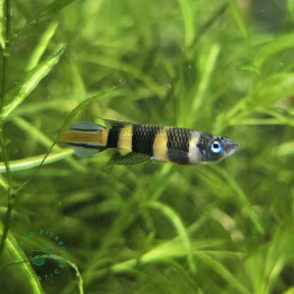 Clown killifish - Epiplatys Annulatus