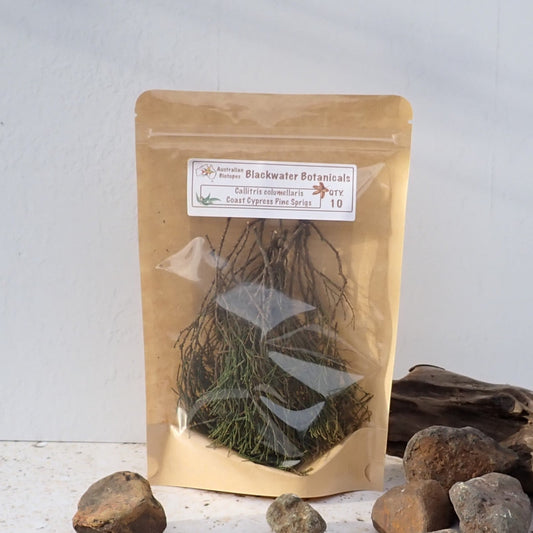 Coast Cypress Pine Sprigs x 10 | Blackwater Botanicals