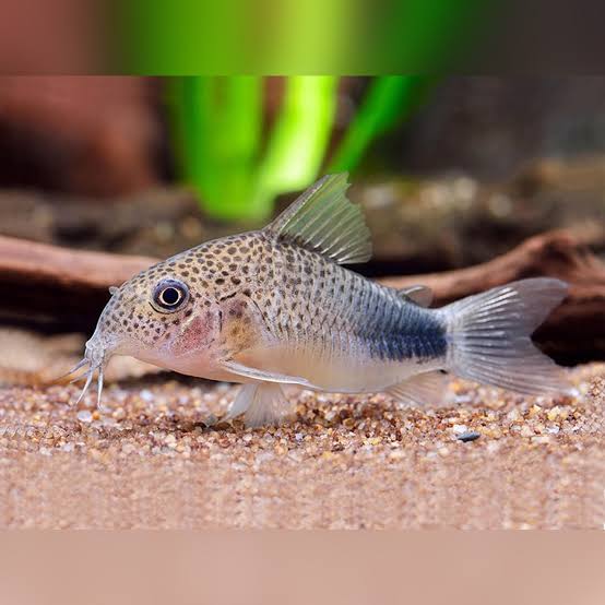 Corydora Similis on sand substrate with plants in the background 