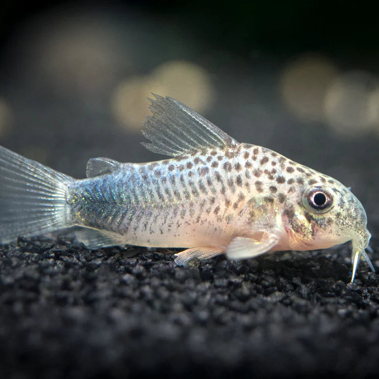 A small spotted fish, Corydoras similis catfish, resting on black gravel in an aquarium setting.