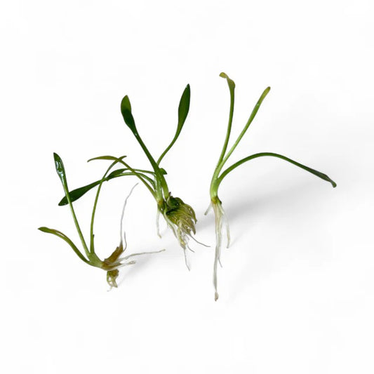 Three small green plants with roots on a white background