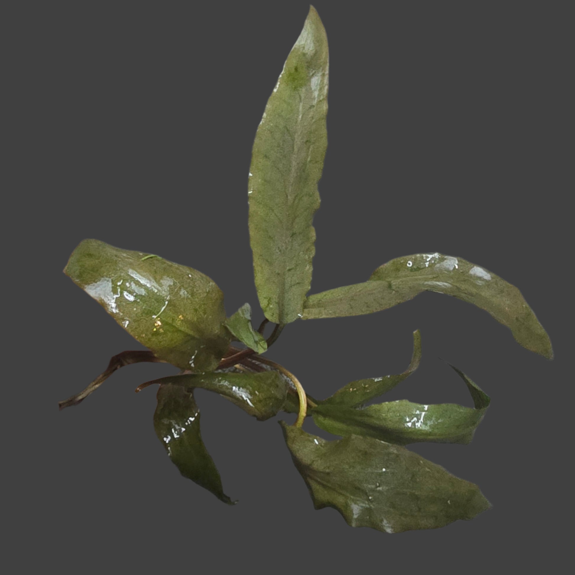 Cryptocoryne undulata Red 'Broad Leaf' on gray background