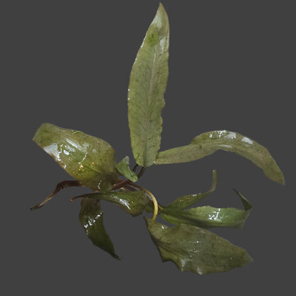 Cryptocoryne undulata Red 'Broad Leaf' on gray background