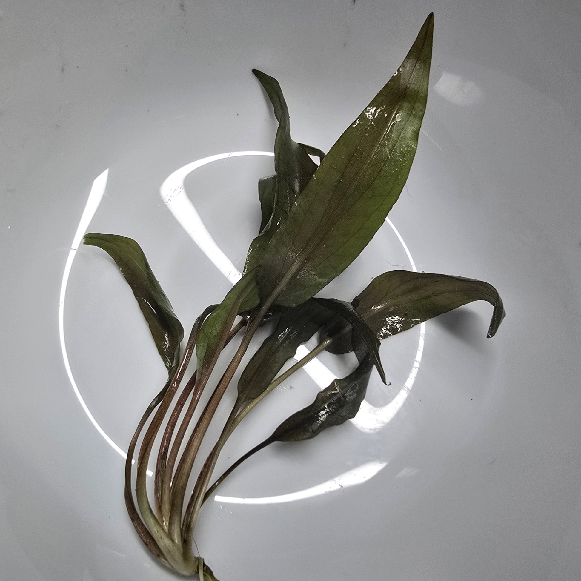 Cryptocoryne undulata Red 'Broad Leaf' lying flat on a white plate 
