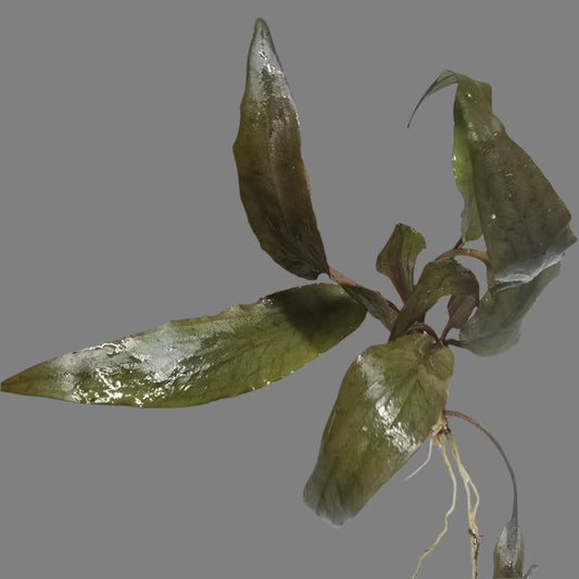 Cryptocoryne undulata Red 'Broad Leaf' on a light gray backgound