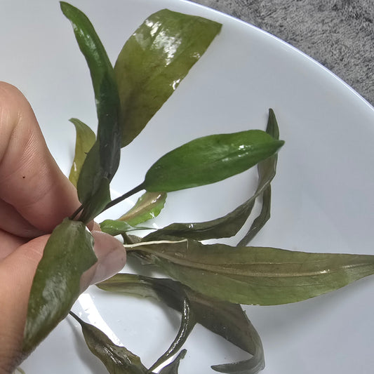 Cryptocoryne undulata Red 'Broad Leaf' held upright by fingers agenst a white plate. 