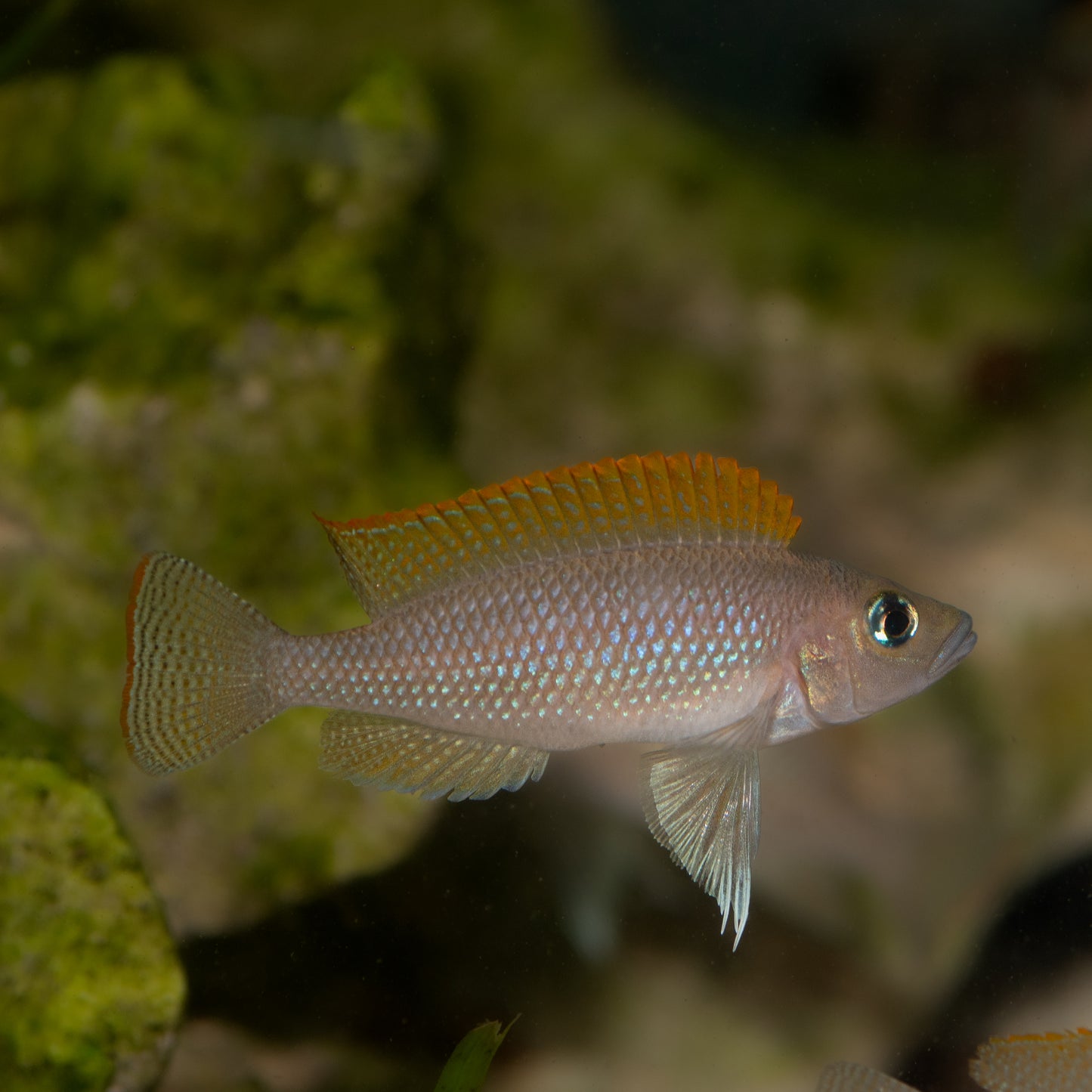 Lamprologus Caudopunctatus - Caudo Punks