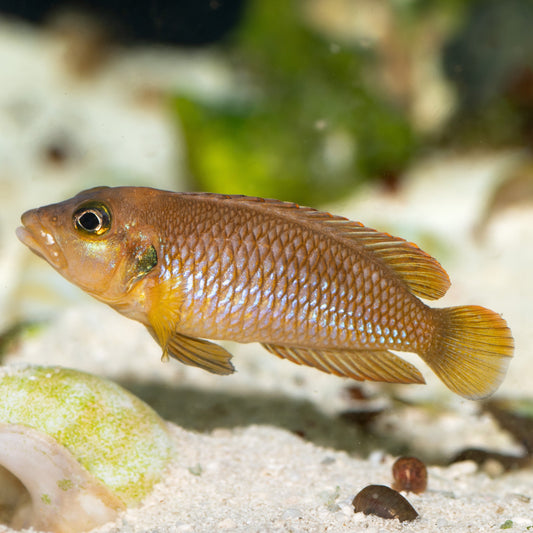 Lamprologus Ocellatus - Gold Ocellatus