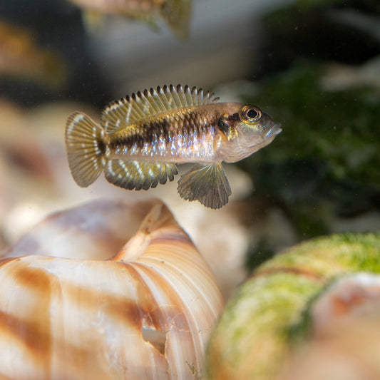 Lamprologus Speciosus - Black Ocellatus