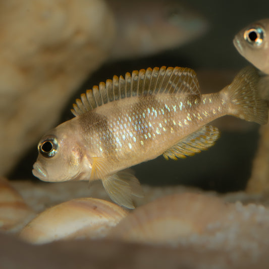 Lepidiolamprologus Hecqui - Hecqui's Cichlid