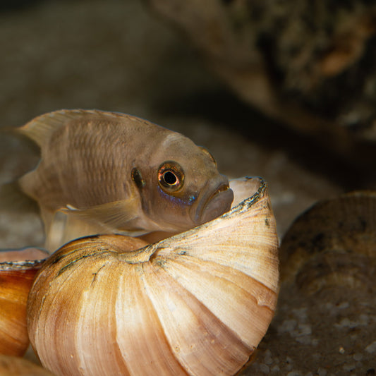 Neolamprologus Brevis - Brevis Sun Spot hovering over shell