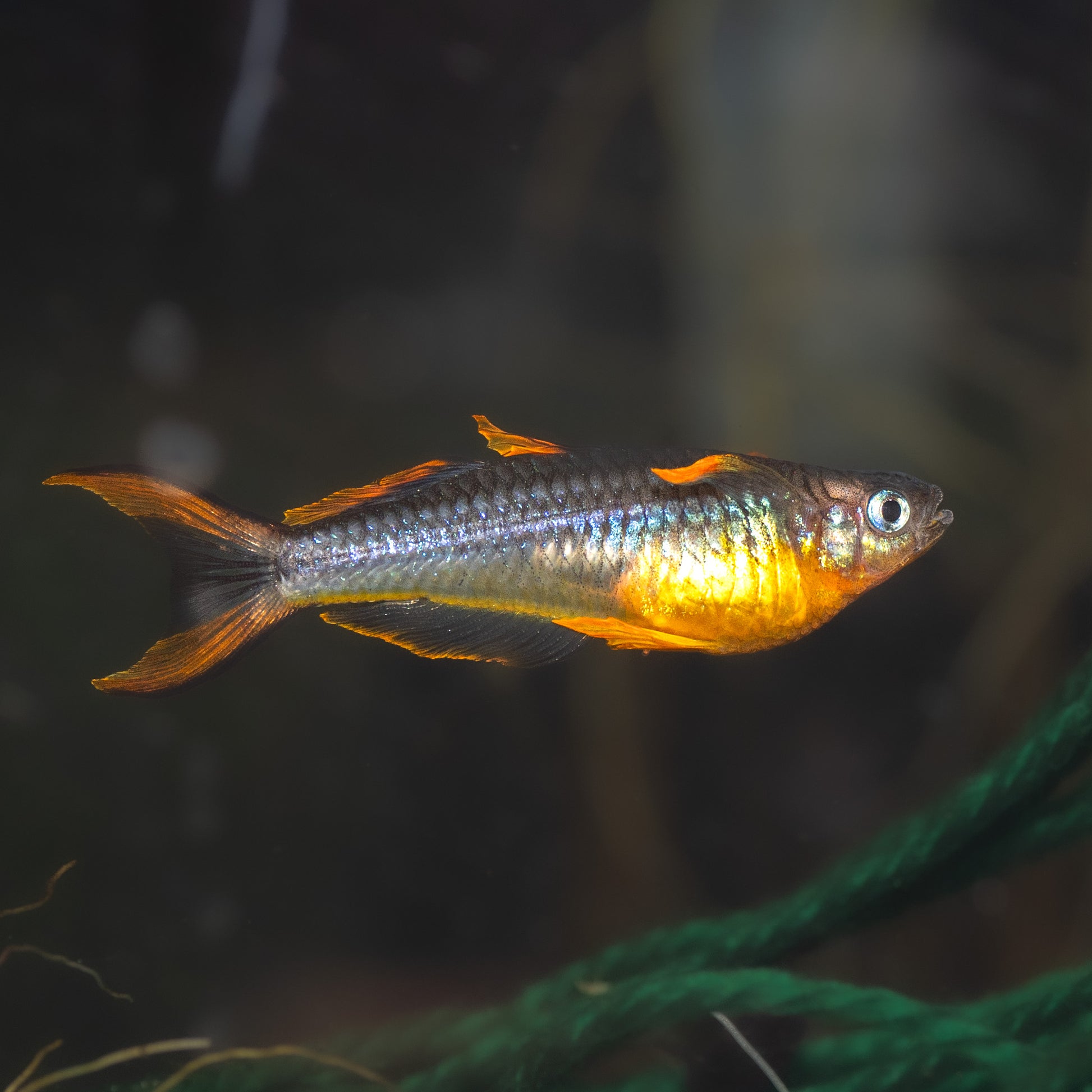 Male Pseudomugil Furcatus - Forktail Blue-eye (orange fin variety)