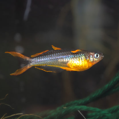 Male Pseudomugil Furcatus - Forktail Blue-eye (orange fin variety)