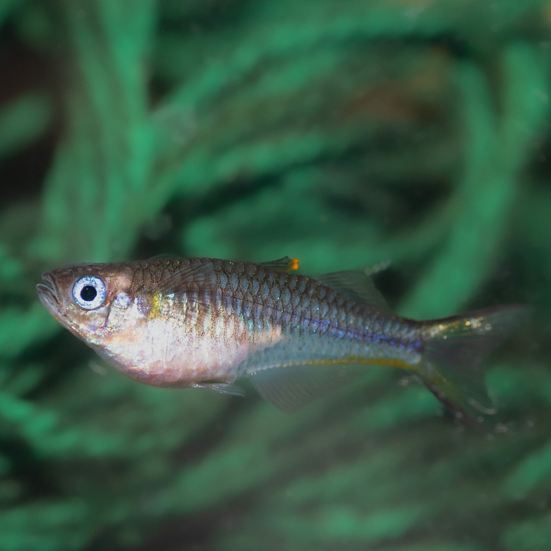 Female Pseudomugil Furcatus - Forktail Blue-eye (orange fin variety)