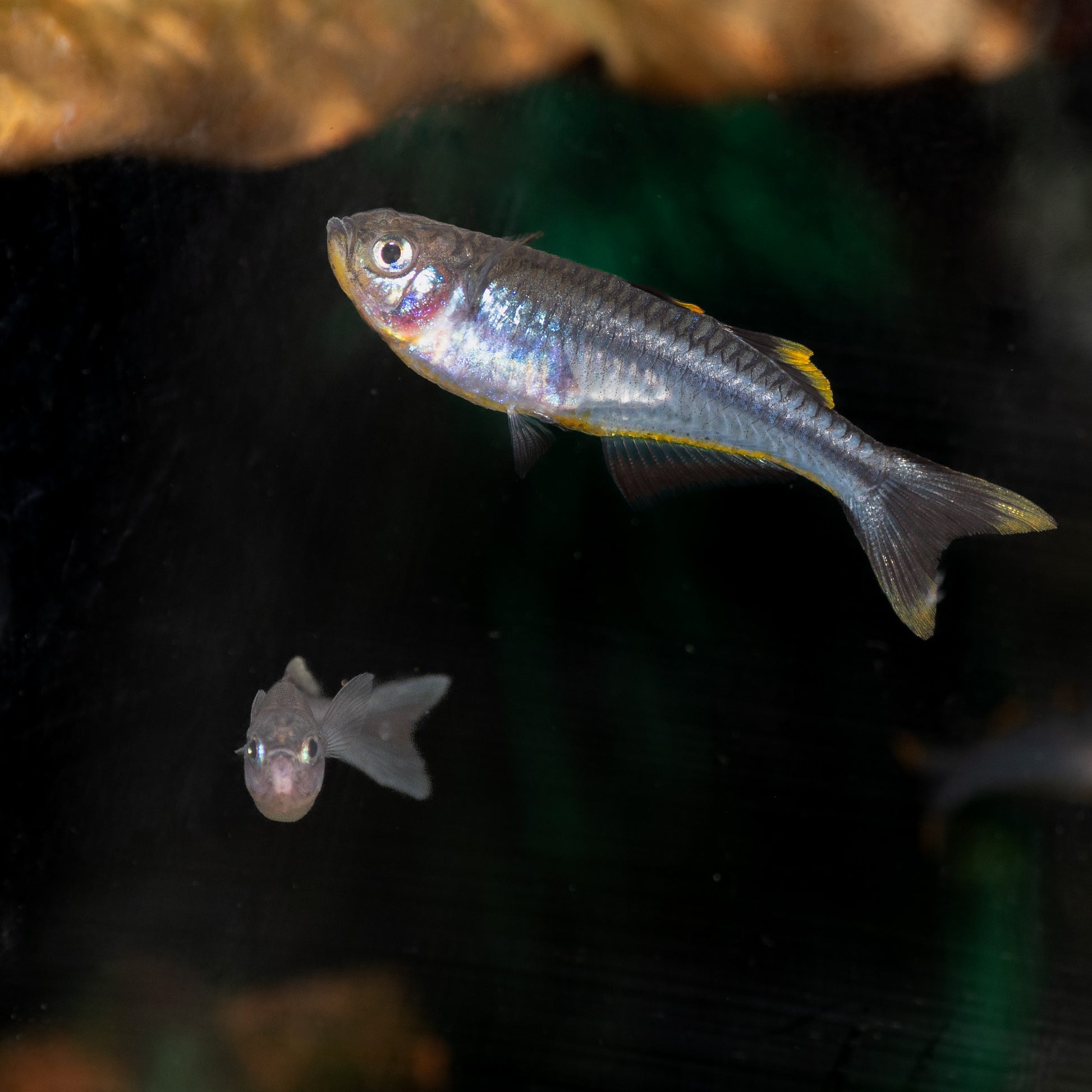 Female Pseudomugil Furcatus - Forktail Blue-eye (orange fin variety)