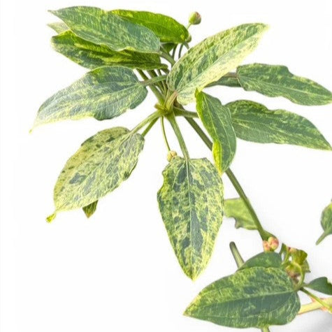 Echinodorus Marble Queen on white background