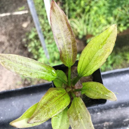 Echinodorus cordifolius EMERSED Red Leopard in greenhouse at wholsaler