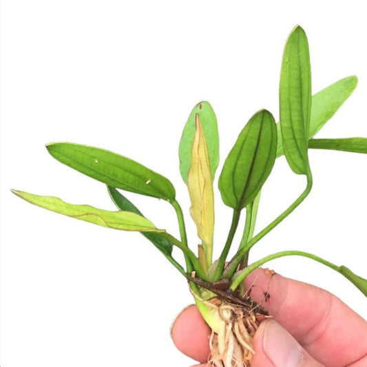 Echinodorus fancy twist held in hand on white background 