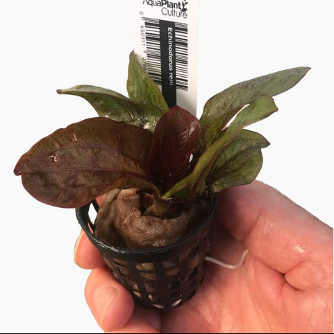Echinodorus reni EMERSED/POTTED eld in hand on white background