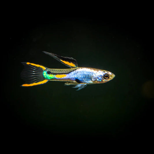 Colorful Silverado Endler fish swimming against a black background