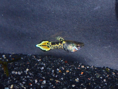 Endler's livebearer - Poecilia Wingei - Assorted Males only