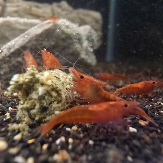 Fire Red Cherry Shrimp on a black sand. 