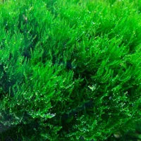 Flame Moss - Taxiphyllum sp. ‘Flame’