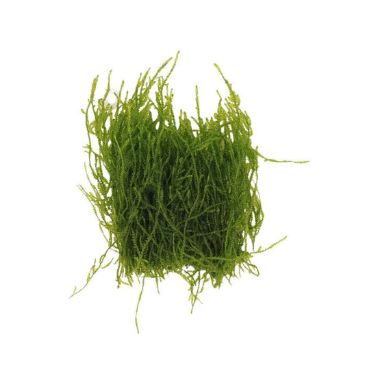 Green Flame Moss on white background 