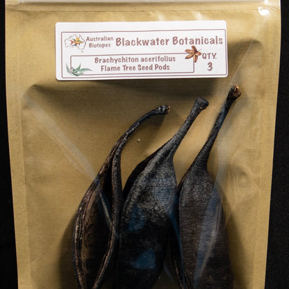 Flame Tree Seed Pods x 3 | Blackwater Botanicals