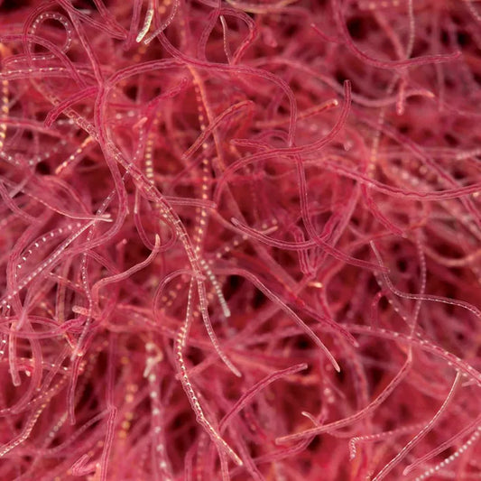 INGREDIENTS 100% Blackworms (Tubifex) close up