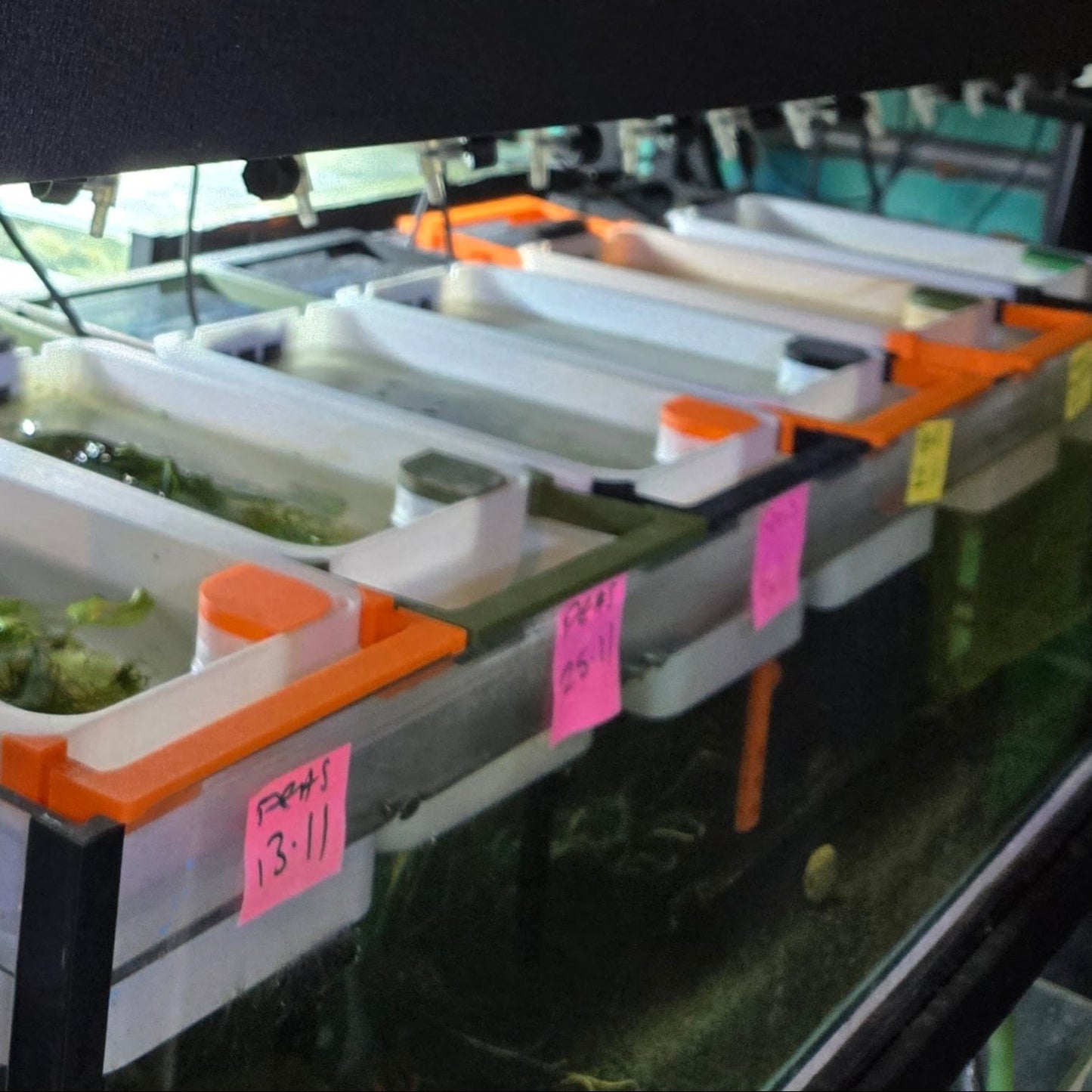 Many Fry Trays lined up in Action 