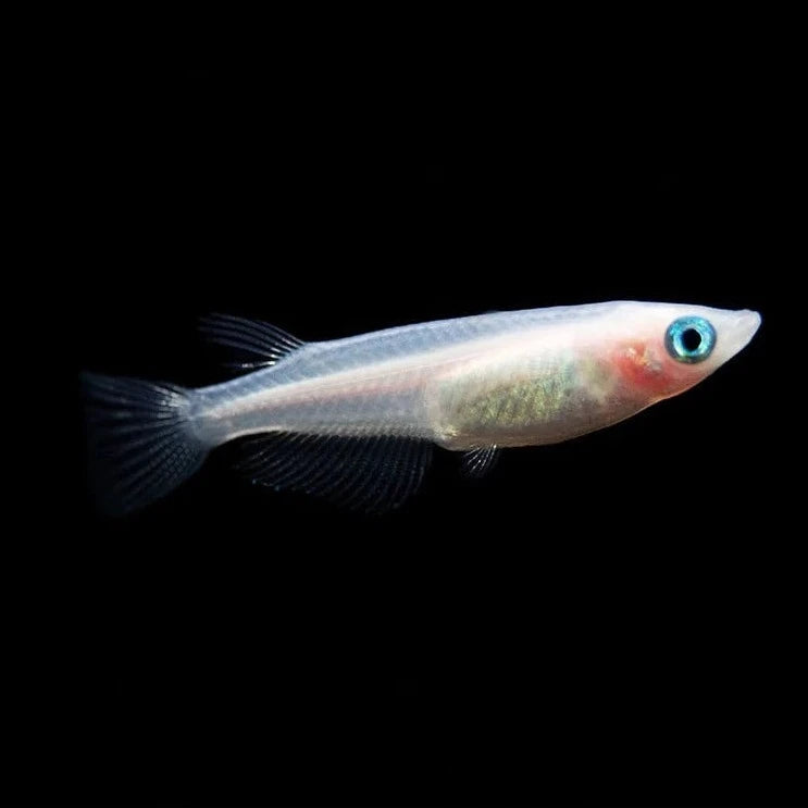 Medaka, Galaxy (Pink peach) - Japanese Rice Fish - Oryzias Latipes ...