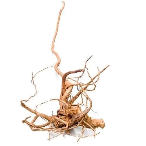 Gold Vine Wood Small - 30cm