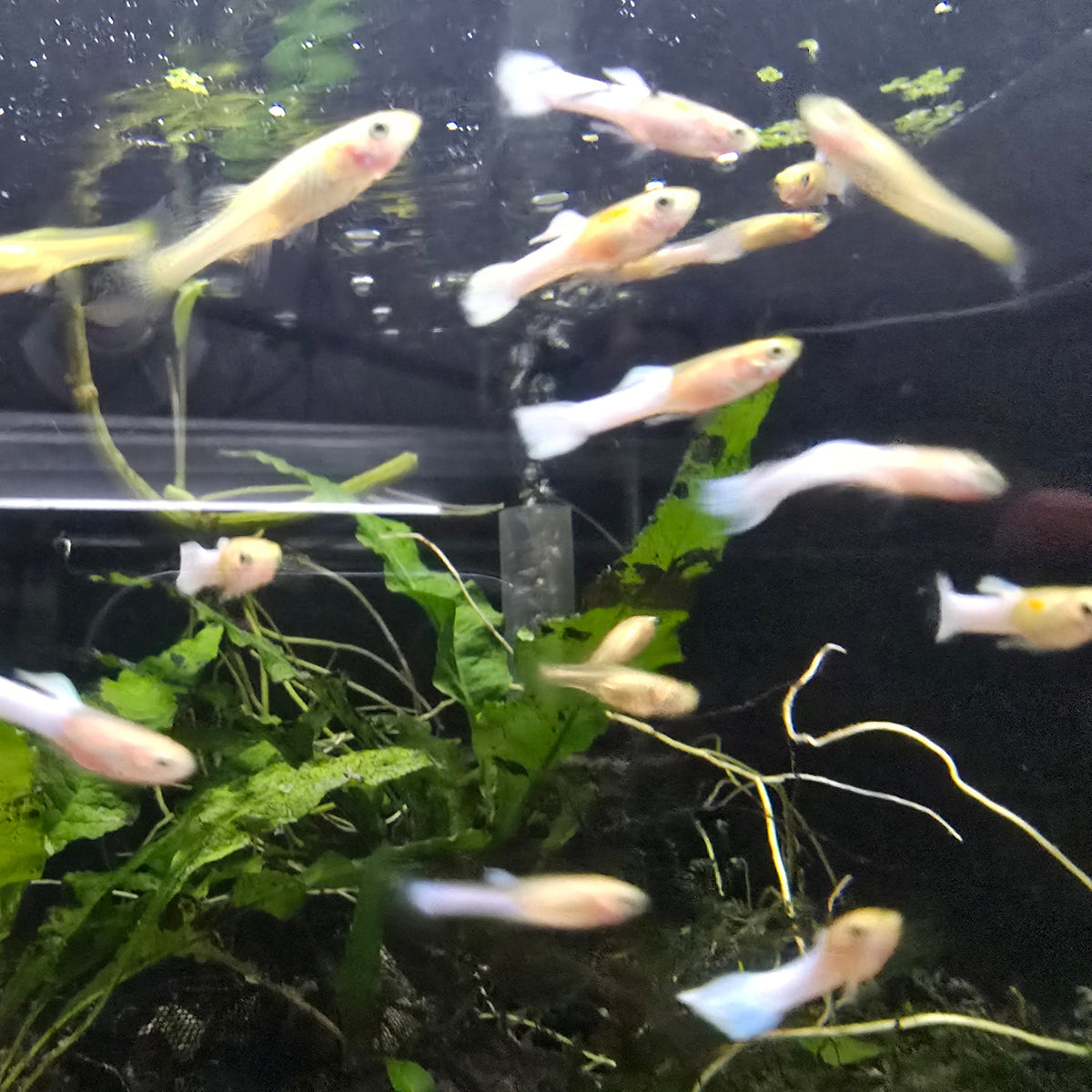 Endler's livebearer - Golden Opal