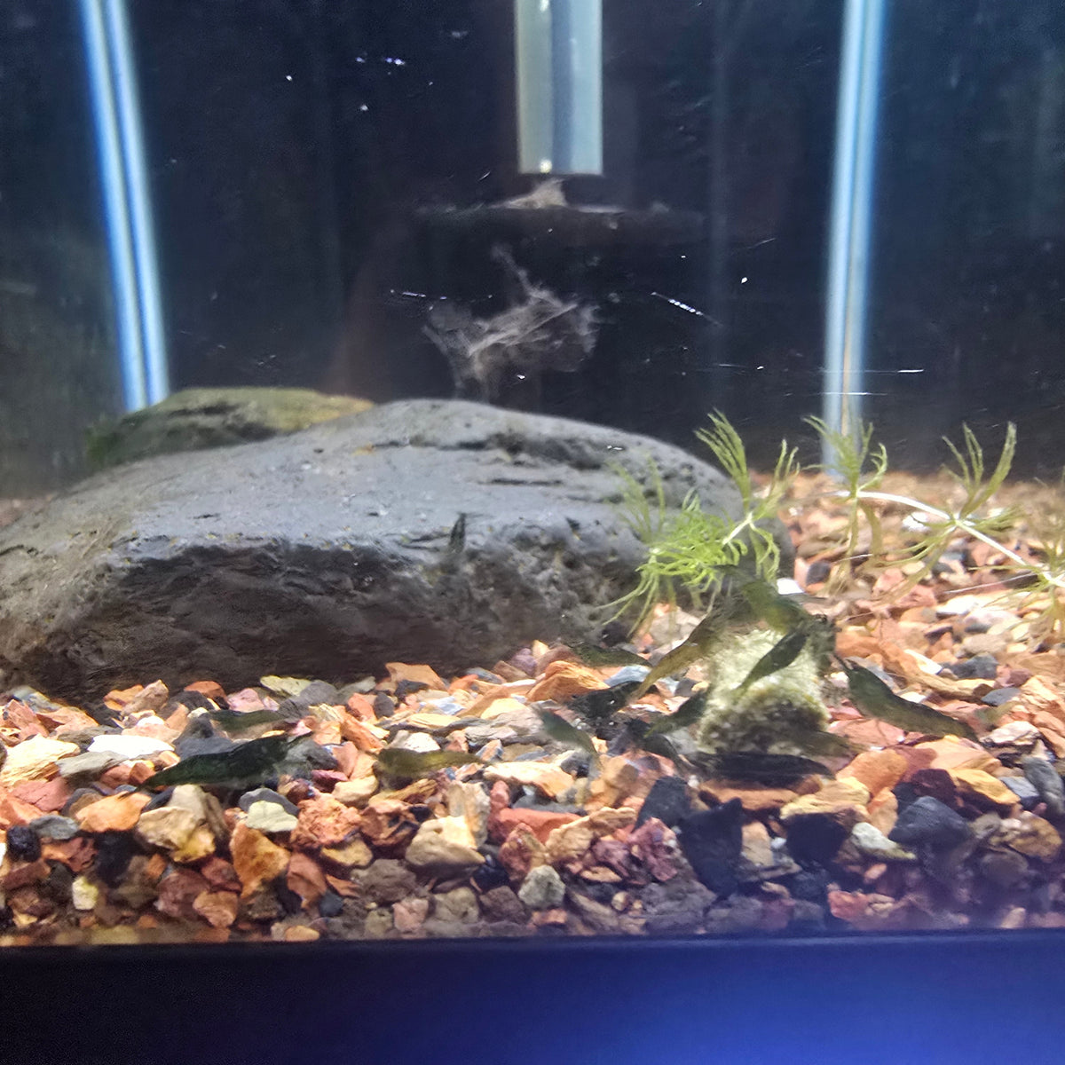 Green Jade Shrimp on gravel 