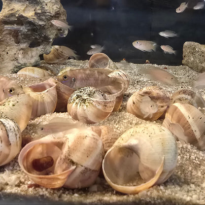 Aquarium with shells and small fish on a sandy bottom