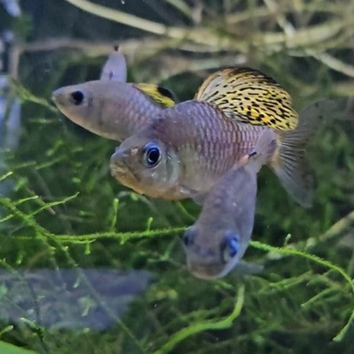 Three drapefin barbs in moss, Male in the middle of two females