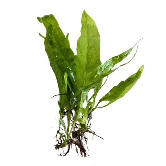 Java Fern on white background
