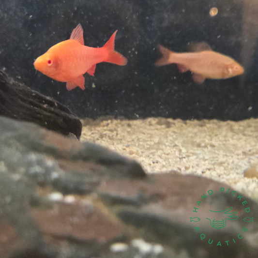 Albino Red Cherry Barb from Hand Picked Aquatics 