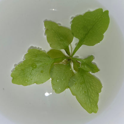 A fresh Anter Fern (Ceratopteris Pteridoides) with feathery, deep green fronds, floating in water.