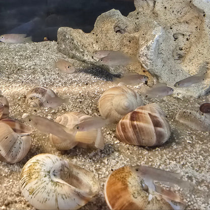 Aquarium with Brevis shell dwellers with snails and Texas holy rock on a sandy bottom
