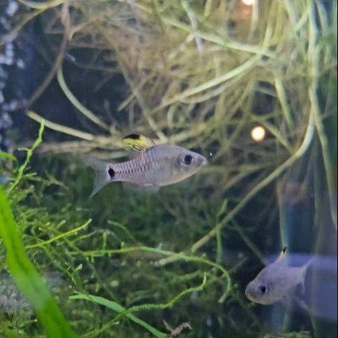 Oreichthys Crenuchoides - Drape Fin Barb **RARE!**