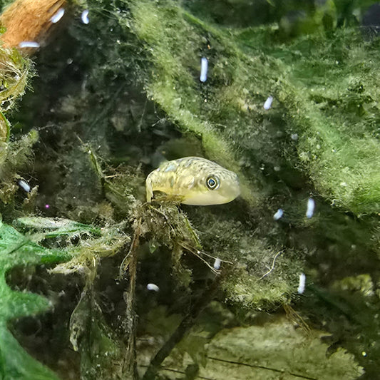 Pea Puffer in tank with plants 
