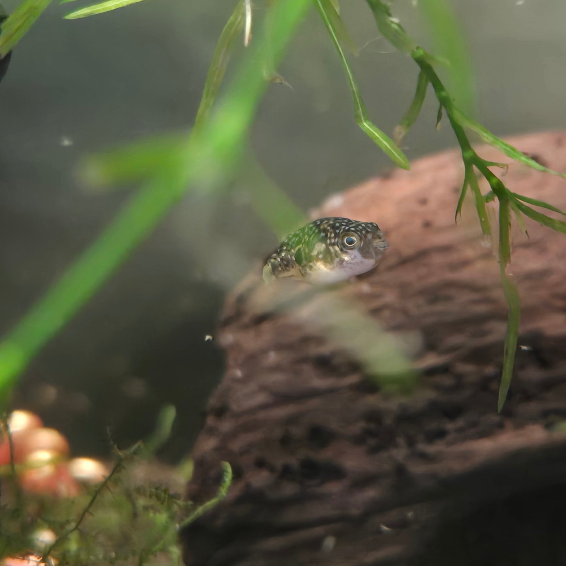 Pea Puffer - Carinotetraodon Travancoricus hiding behing plants in front of a rock 