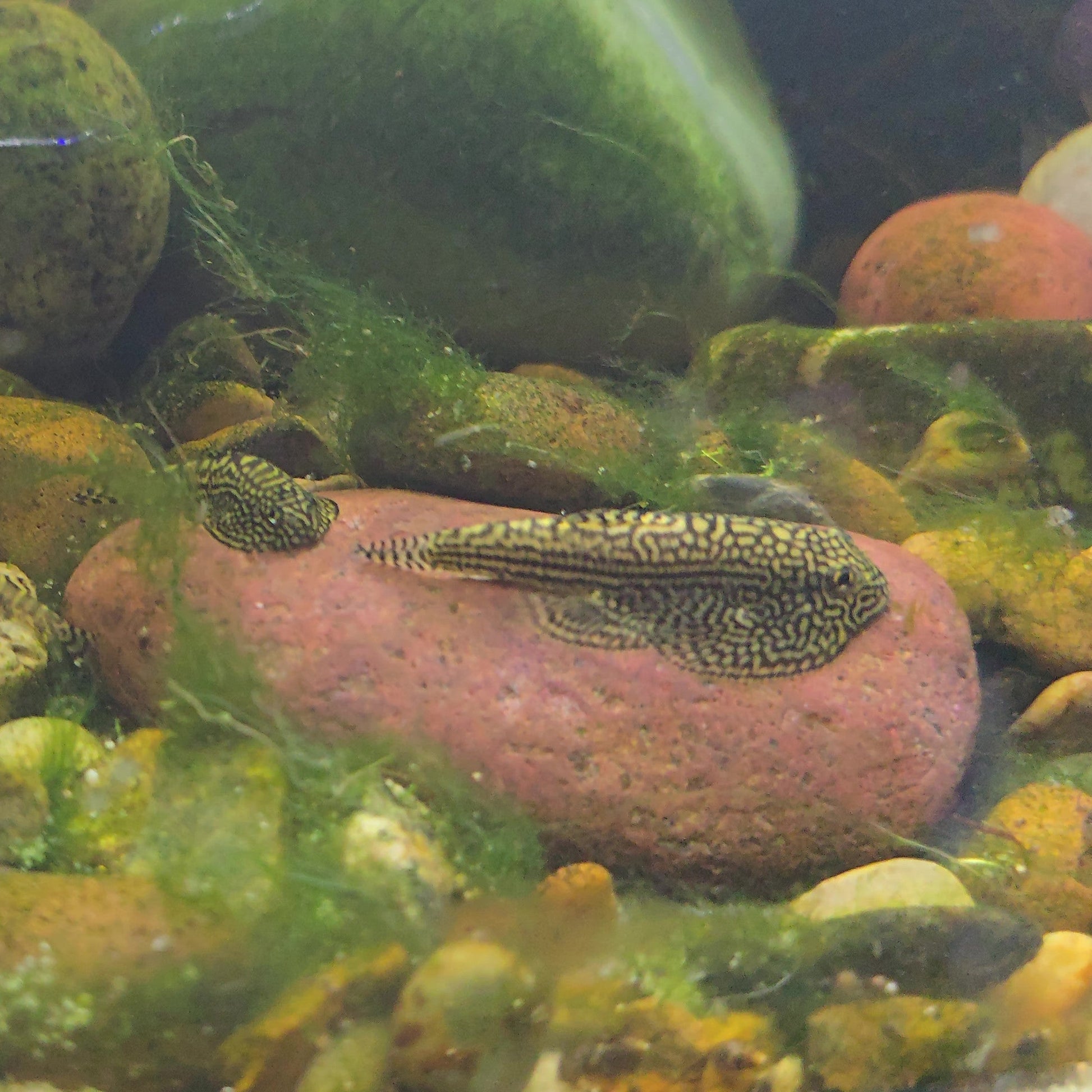 Sewellia Lineolata - Reticulated Hillstream Loach