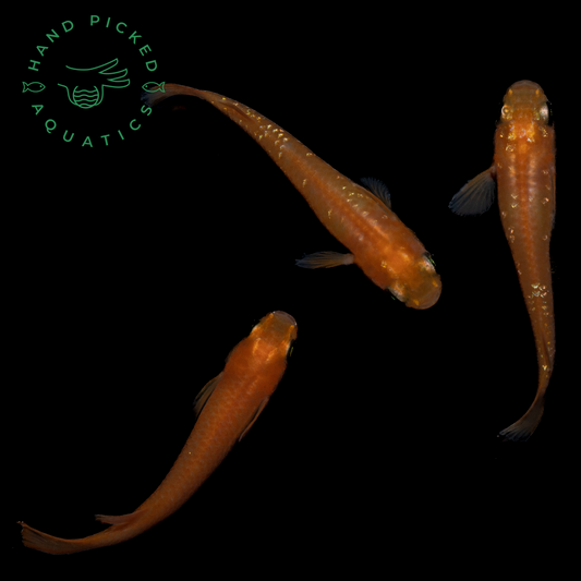 Medaka, Red Stardust - Japanese Rice Fish - Oryzias Latipes